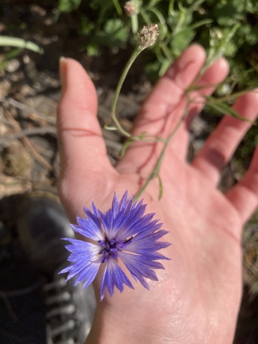 Foto de Centaurea