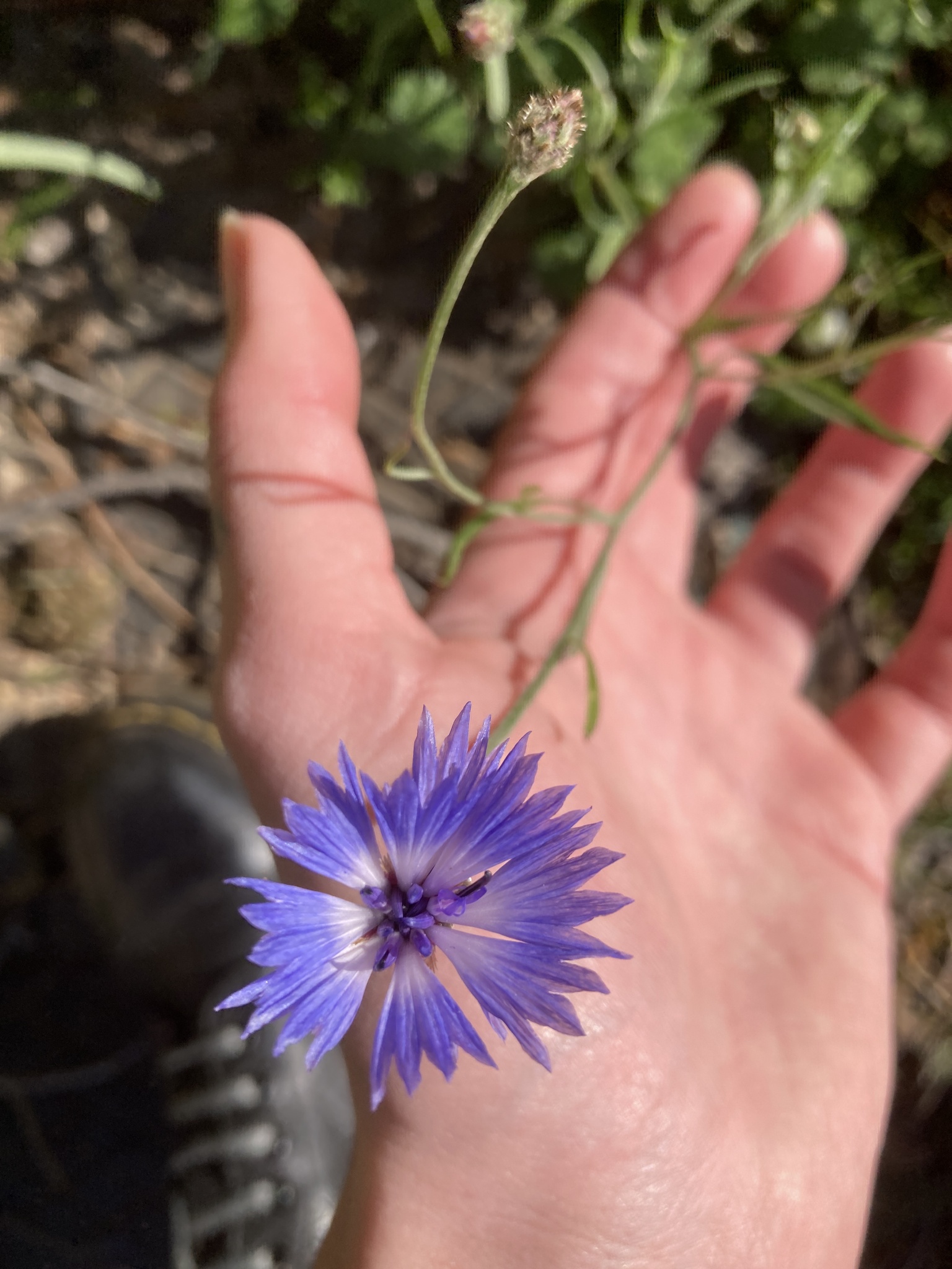 Imagem de Centaurea