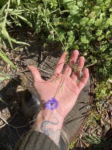 Foto de Centaurea