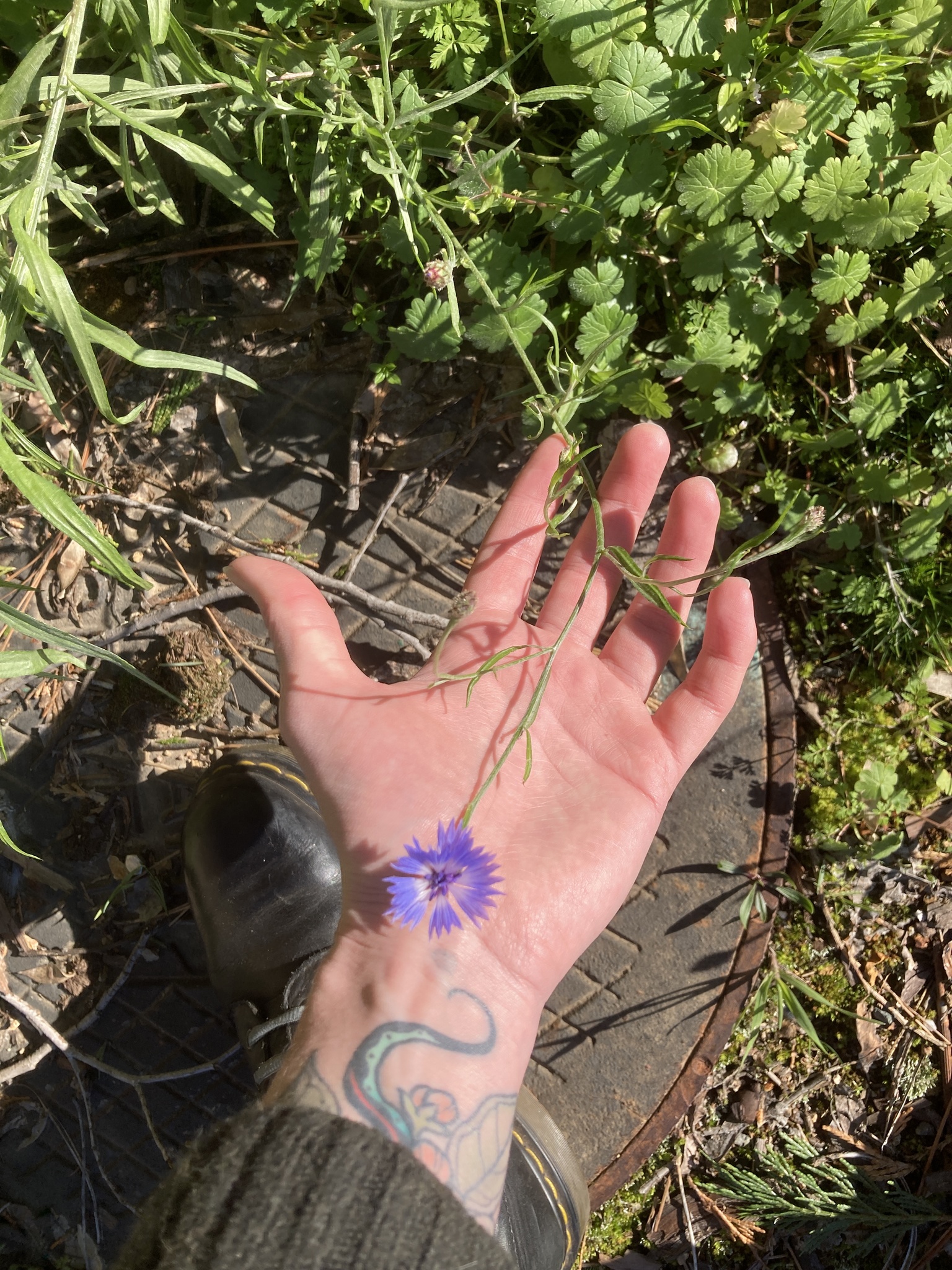 Imagem de Centaurea
