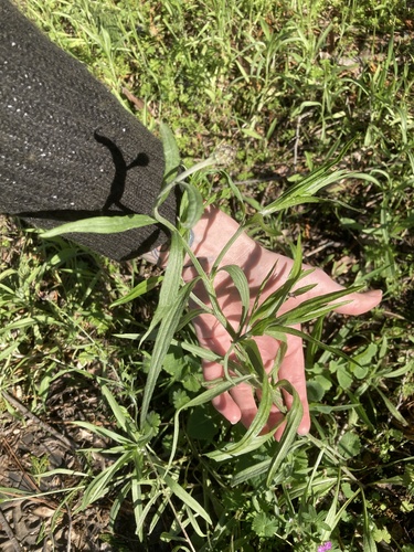 Foto de Centaurea