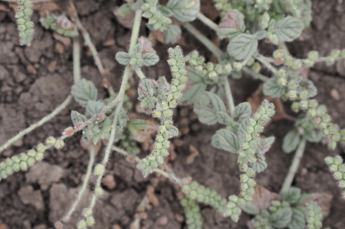 Image of Heliotropium supinum by (c) Lucas Christofides, some rights reserved (CC BY)
