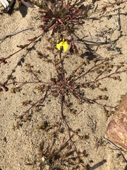 Chorizanthe procumbens