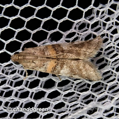 Acrobasis encaustella