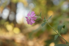Silene × hampeana