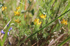 Genista hispanica