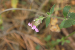 Silene × hampeana