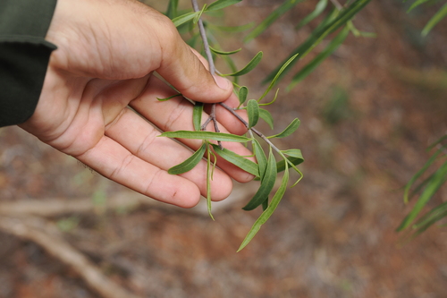 Image of Ventilago viminalis by (c) Lucas Christofides, some rights reserved (CC BY)