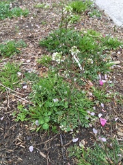 Capsella bursa-pastoris