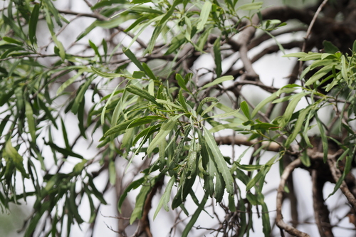 Image of Ventilago viminalis by (c) Lucas Christofides, some rights reserved (CC BY)