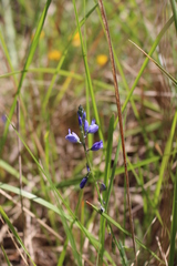 Polygala vulgaris