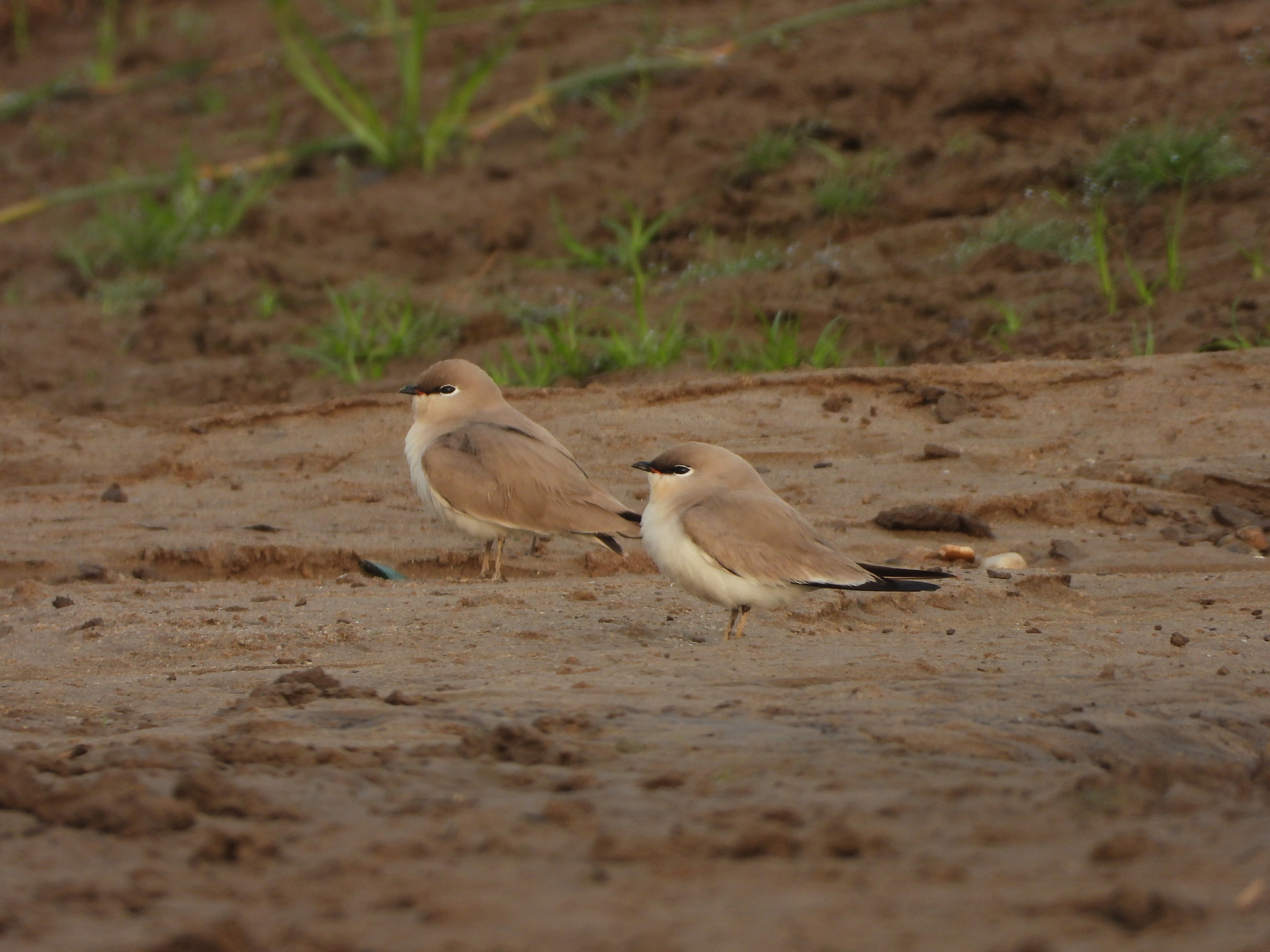 Small Pratincole