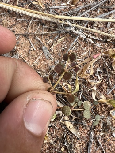 Image of Portulaca bicolor by (c) Lucas Christofides, some rights reserved (CC BY)