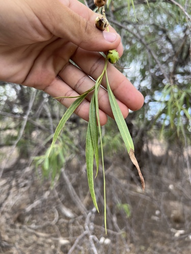 Image of Bignonia Emu-Bush (Eremophila bignoniiflora) by (c) Lucas Christofides, some rights reserved (CC BY)