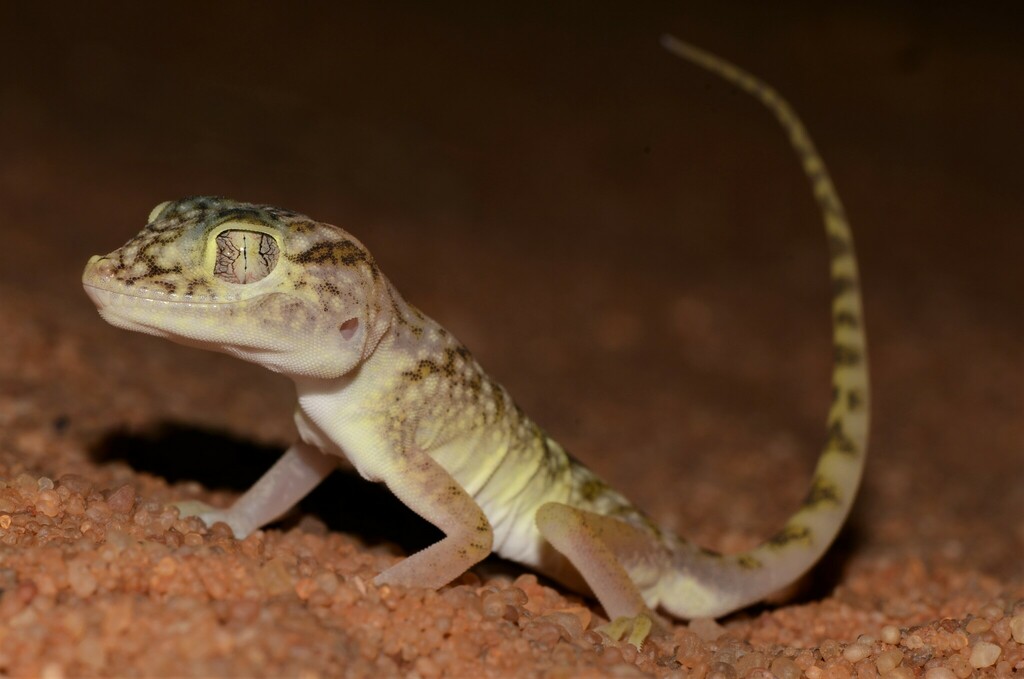 Dune Sand Gecko