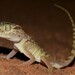 Middle Eastern Short-fingered Gecko - Photo no rights reserved, uploaded by Marius Burger