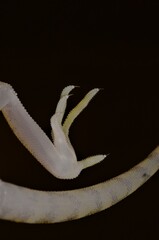 Dune Sand Gecko photo 4