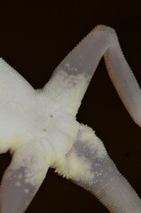 Dune Sand Gecko photo 5