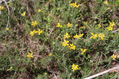 Genista hispanica