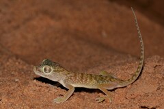 Dune Sand Gecko photo 3