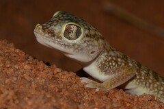 Dune Sand Gecko photo 2