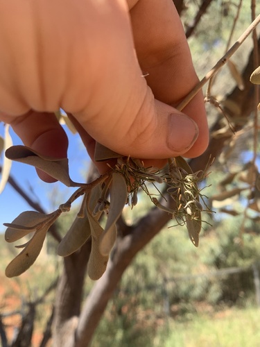 Green Mistletoe