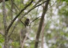 Glaucidium cuculoides