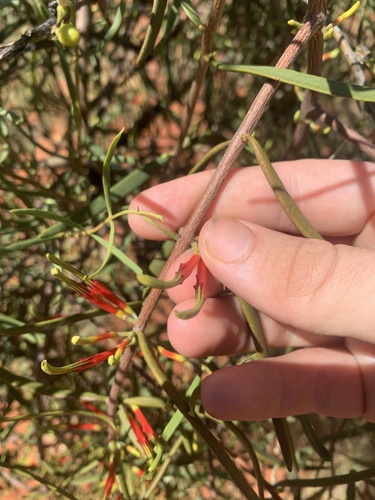 Harlequin Mistletoe
