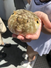 Sphoeroides maculatus