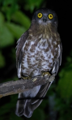Ninox scutulata