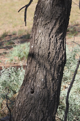 Image of Acacia oswaldii by (c) Lucas Christofides, some rights reserved (CC BY)