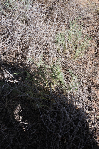 Image of Teucrium racemosum by (c) Lucas Christofides, some rights reserved (CC BY)