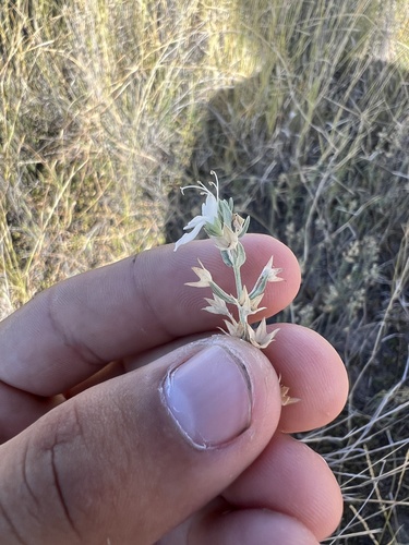 Image of Teucrium racemosum by (c) Lucas Christofides, some rights reserved (CC BY)