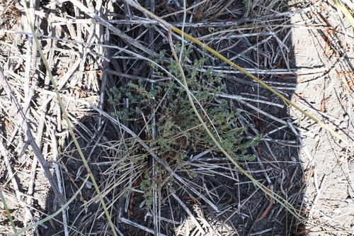 Image of Euphorbia dallachyana by (c) Lucas Christofides, some rights reserved (CC BY)