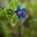 Blue Pimpernel - Photo (c) Alberto Garcia, some rights reserved (CC BY-NC-SA)