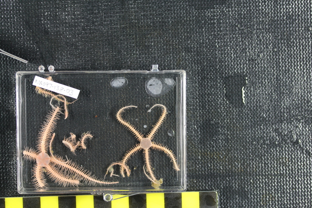 Brittle star (OTU EO01) (Seamounts of Canada's Large Offshore Pacific