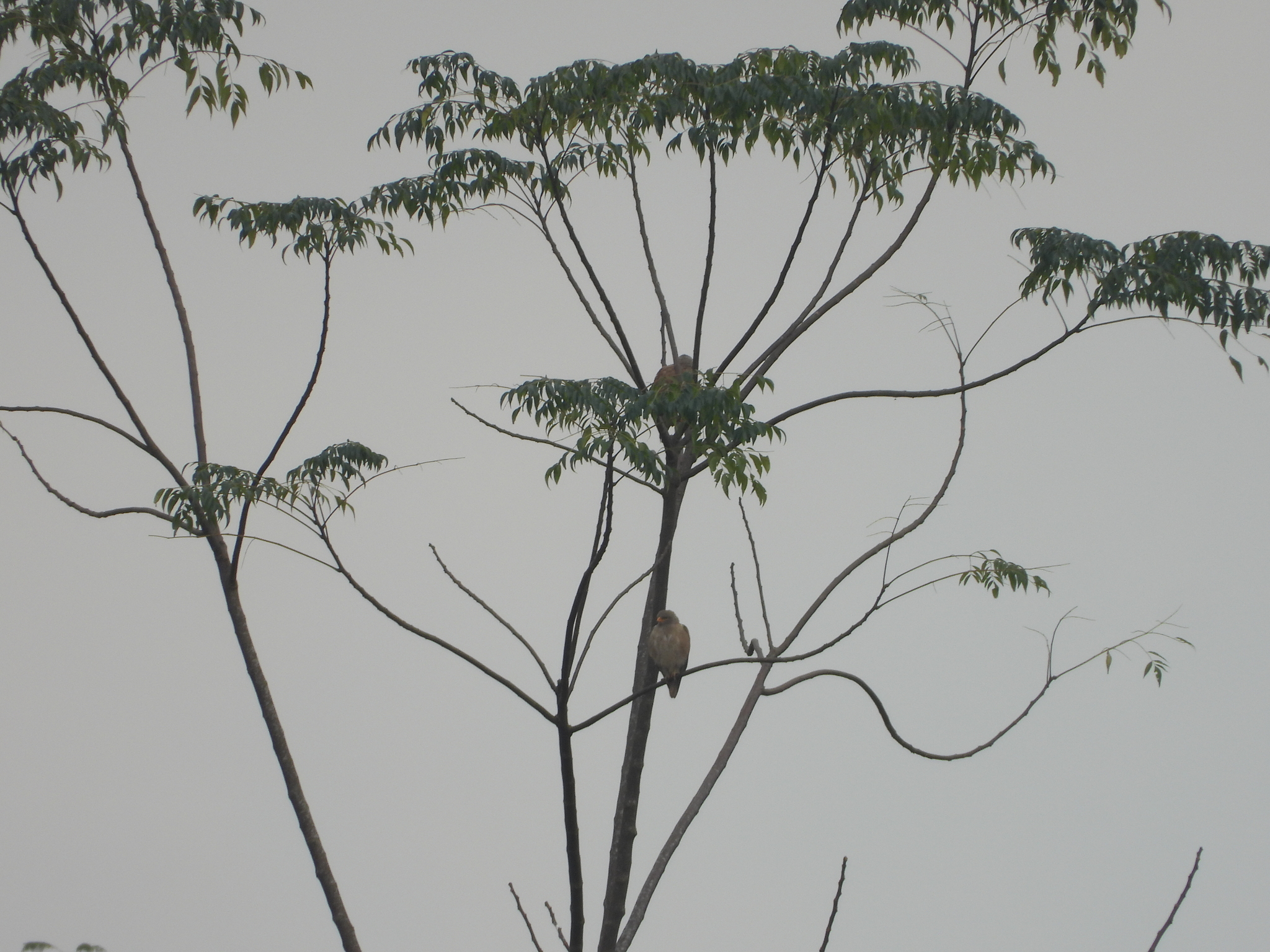 Rufous-winged Buzzard