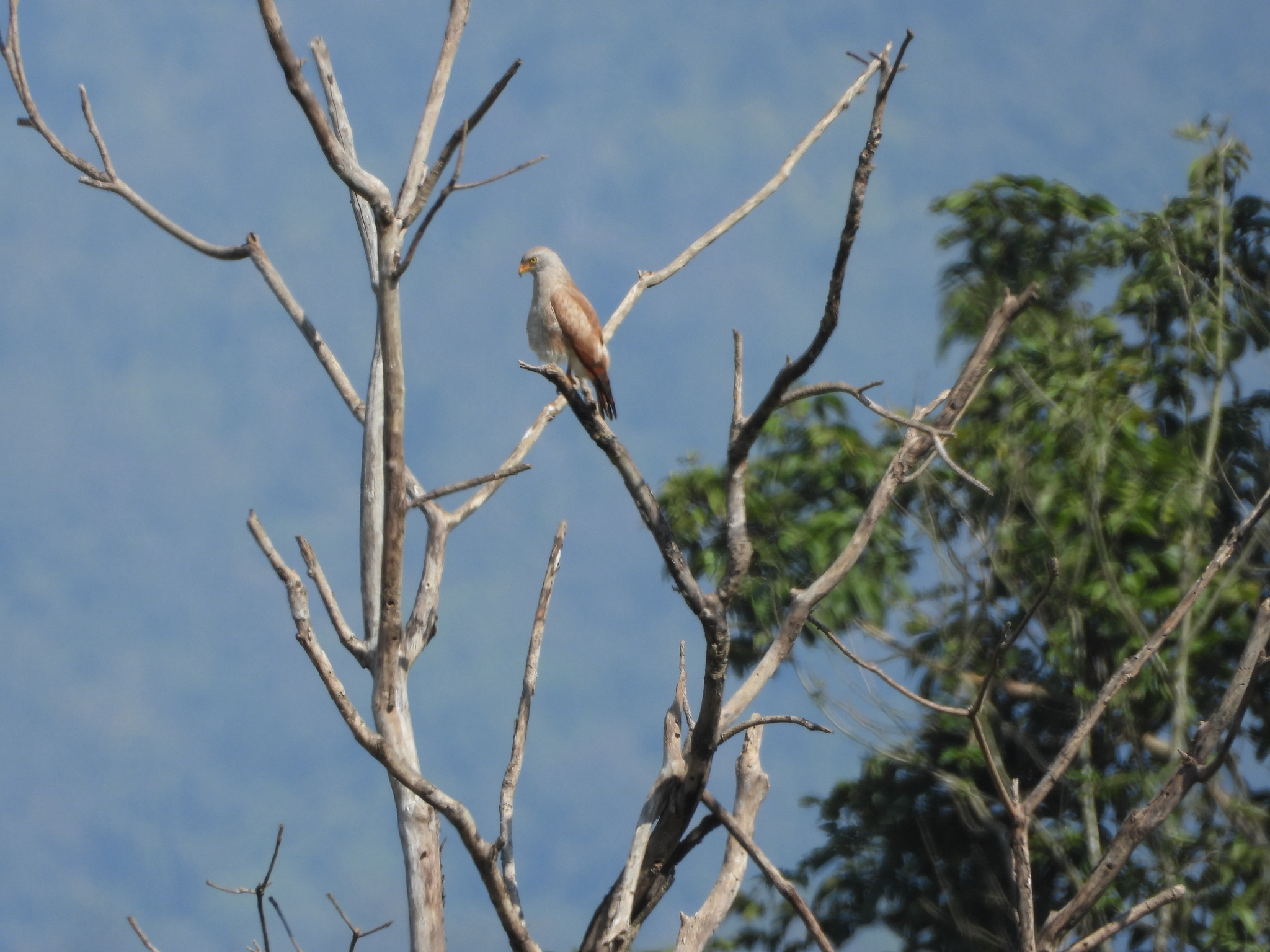 Rufous-winged Buzzard