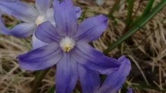 Scilla luciliae