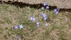 Scilla luciliae