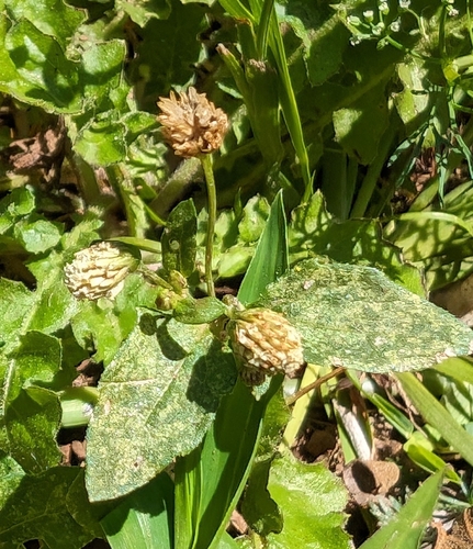 Image of Acmella radicans by (c) Alan Prather, some rights reserved (CC BY)