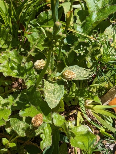 Image of Acmella radicans by (c) Alan Prather, some rights reserved (CC BY)