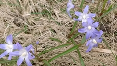 Scilla luciliae