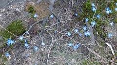 Scilla luciliae