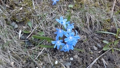 Scilla luciliae