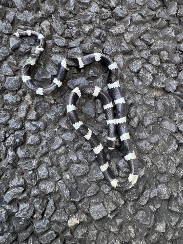 Eastern Bandy Bandy sighting