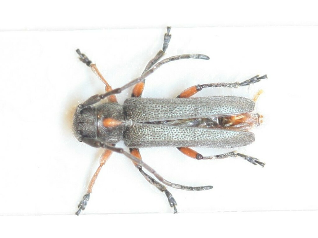 Phytoecia pustulata from Серебряно-Прудский р-н, Московская обл ...