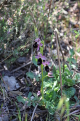 Ophrys bertolonii
