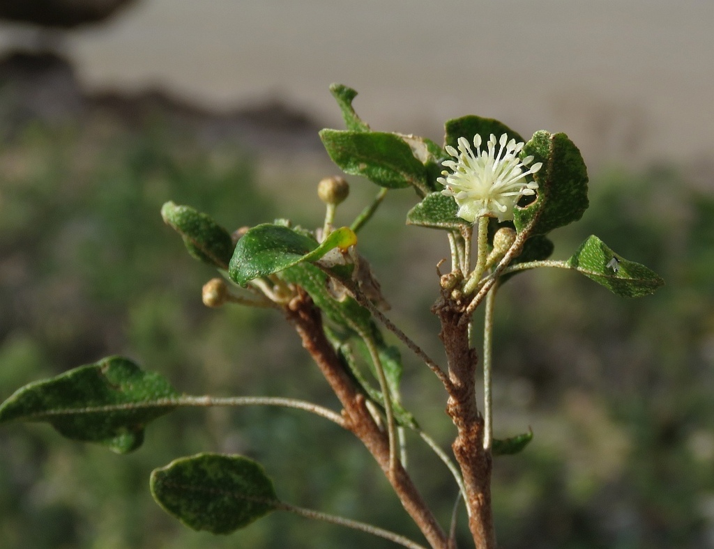 Croton socotranus from Qalansiyah wa Abd Al Kuri, Jemen on January 22 ...