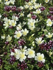 Limnanthes